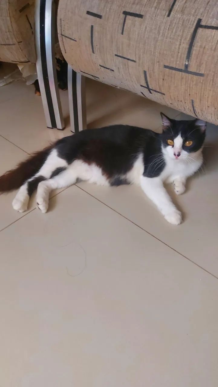 Gatinha castrada para adoção  - Foto 2