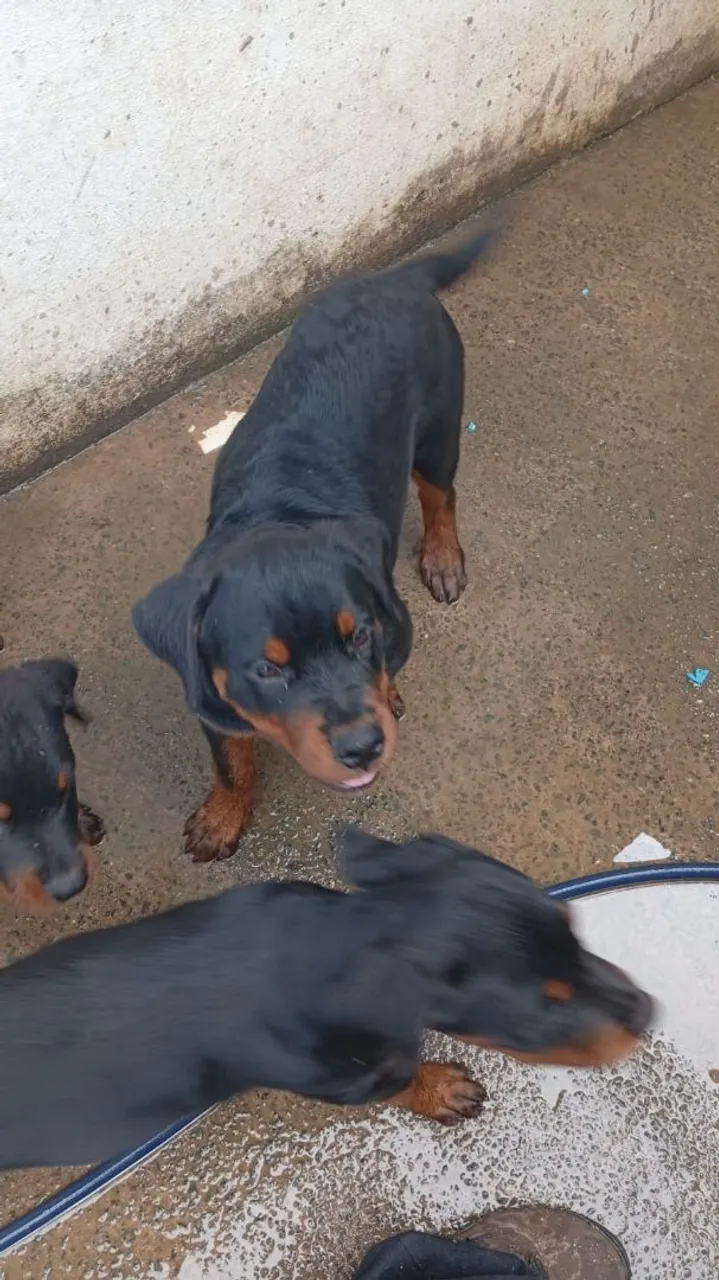 Filhotes de Rottweiler puros