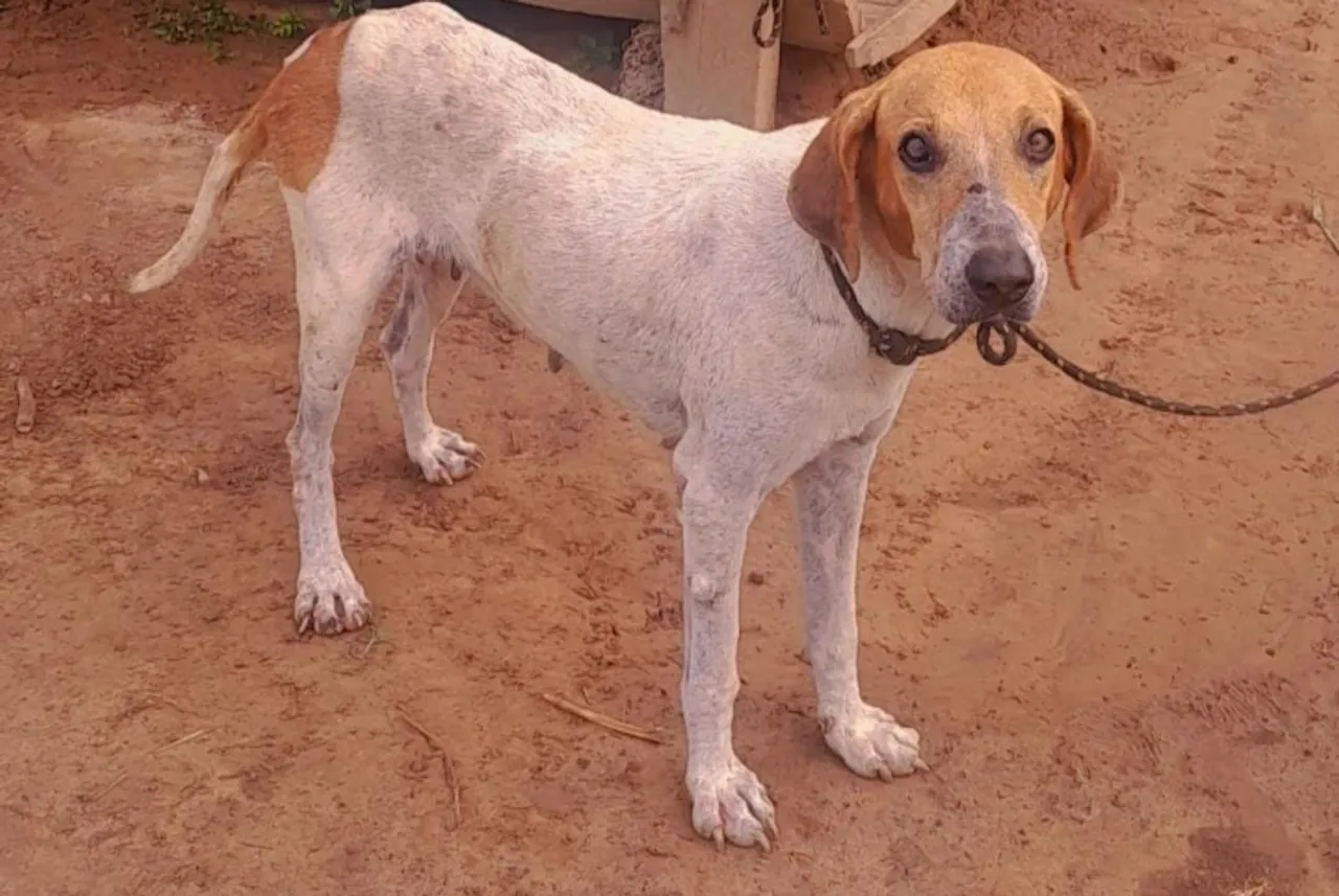 Vende cachorra americana ,mestre em parca