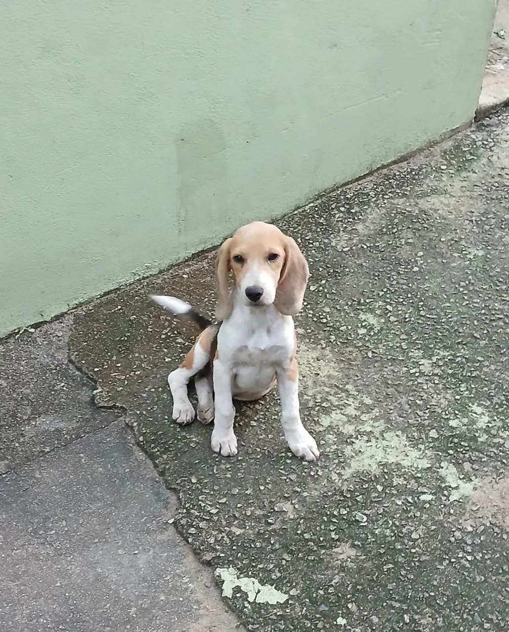Vendo Filhote de Beagle com americano
