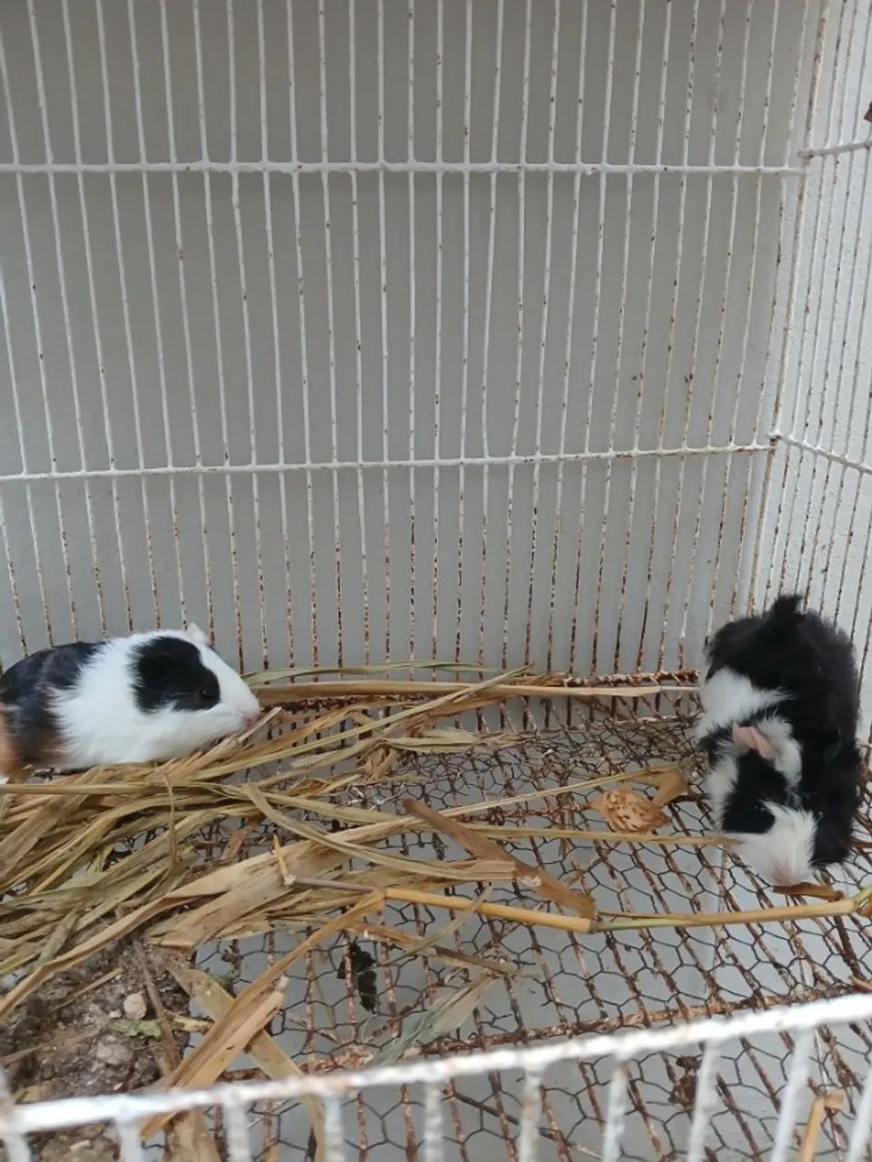 ADOAÇÃO RESPONSÁVEL - porquinhos-da-índia - Foto 2