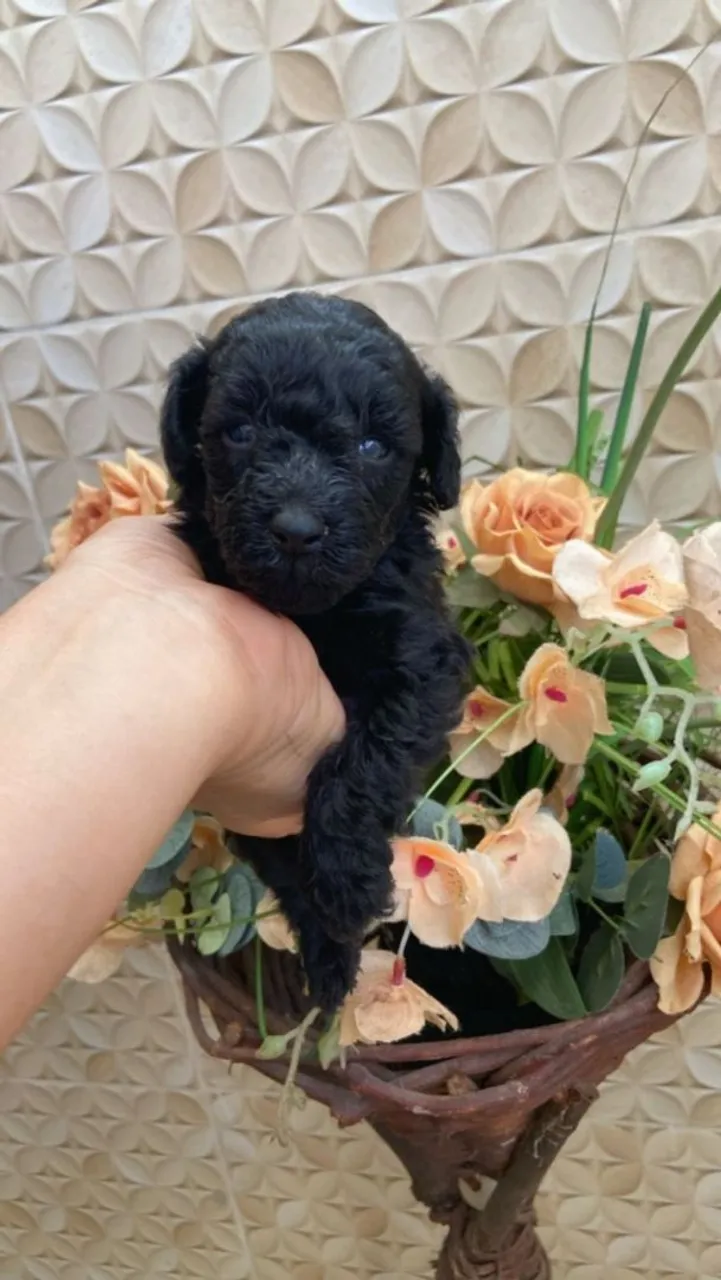 Filhote de poodle, especial para grommer
