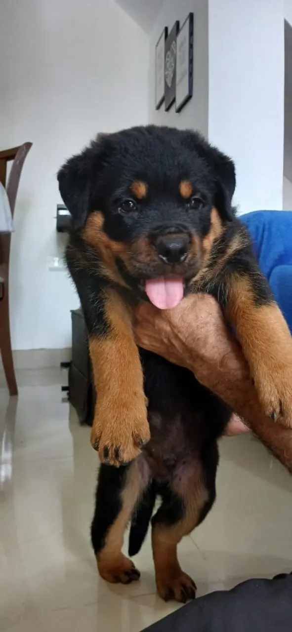 Filhotes Rottweiler puros