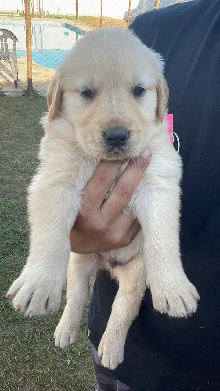 Lindos filhotes de golden retriever / esperando novo lar