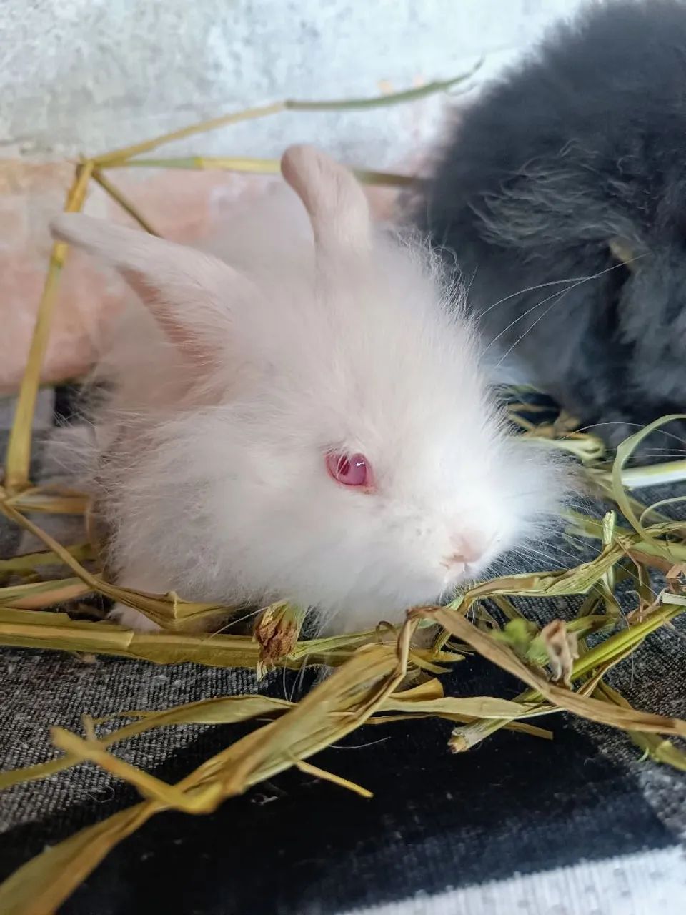 Filhotes de Head Lion (Coelho) - Foto 4