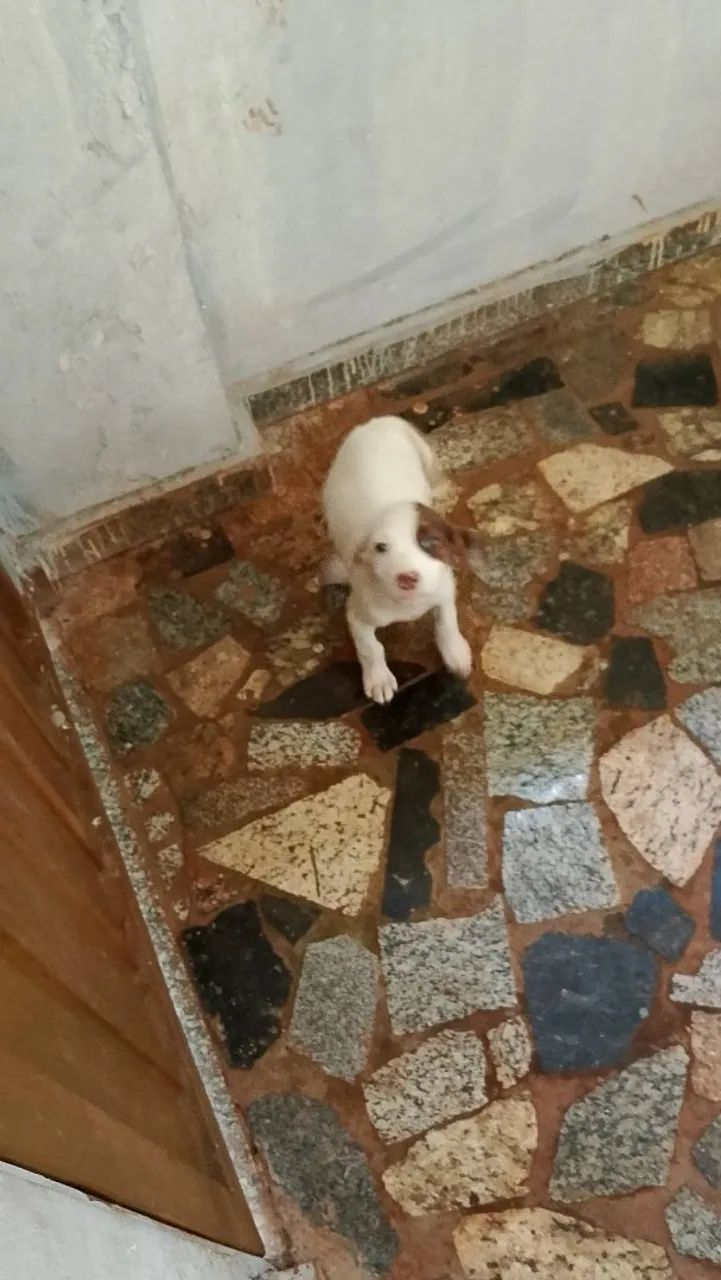 Doa-se com urgência  - Foto 2