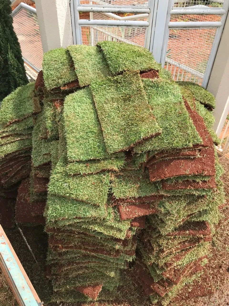 Grama Esmeralda Imperial Brasília  - Foto 4