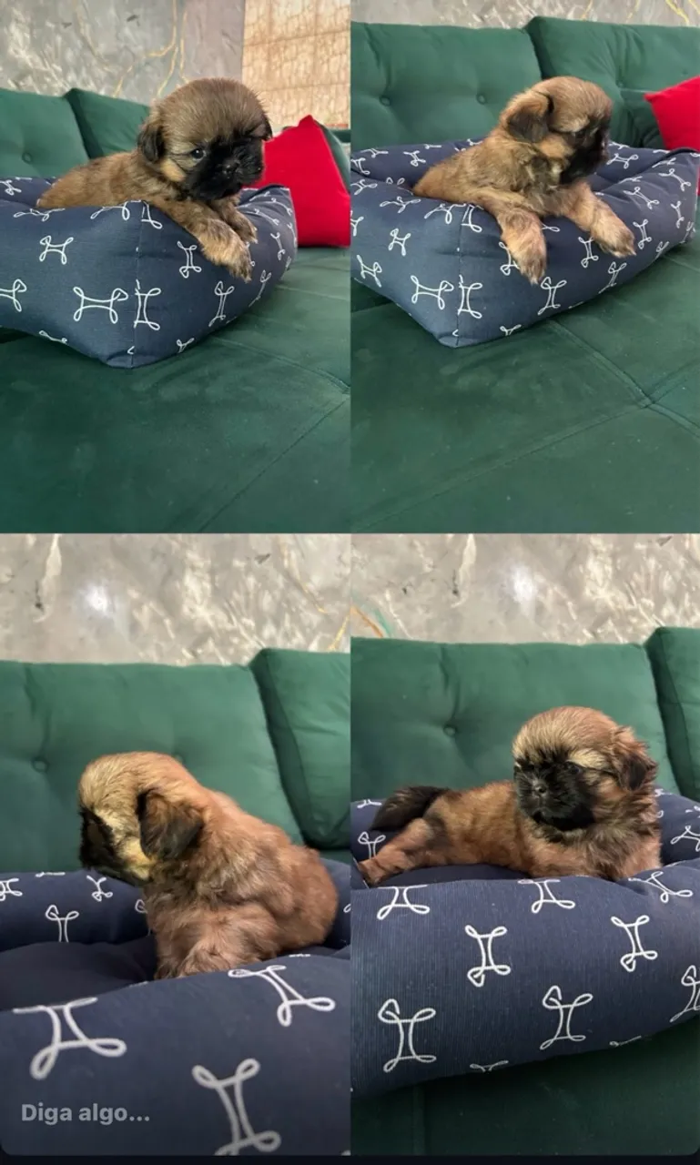 Filhotes Shih tzu machos e fêmeas 