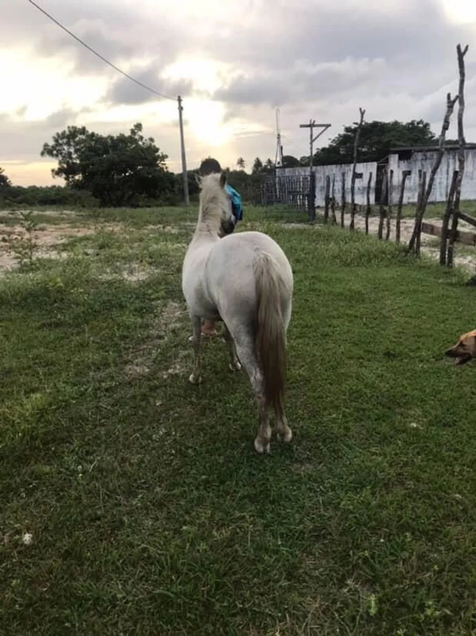 Egua da raça pônei.  - Foto 2