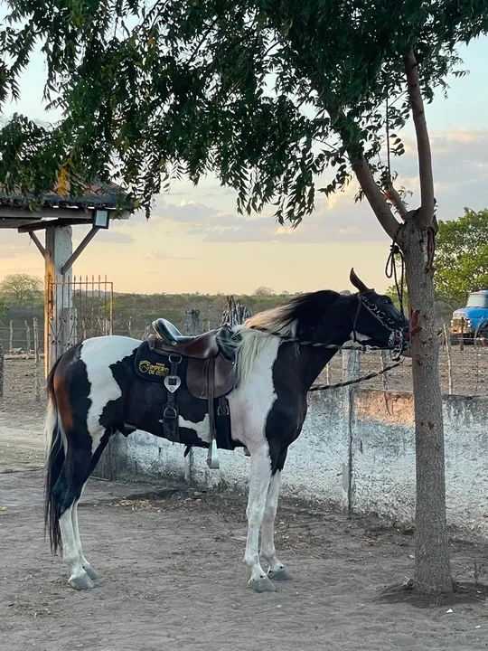 Vendo cavalo registrado no MM - Foto 2