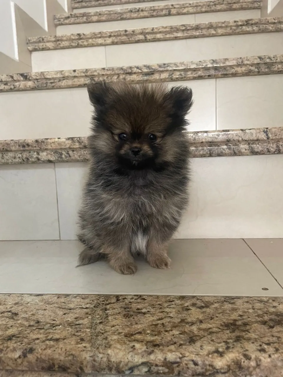 Filhote de Spitz Alemão - Uma fofura!