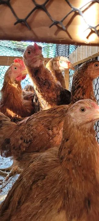 Vendo galinhas e galos Rhode e mestiças - Foto 5