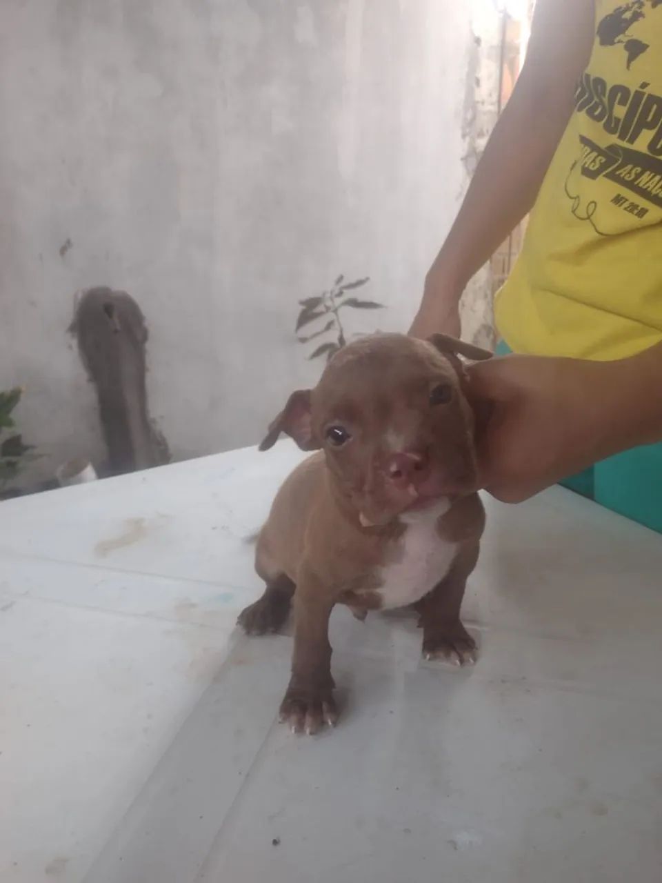 Vende-se  - Foto 2