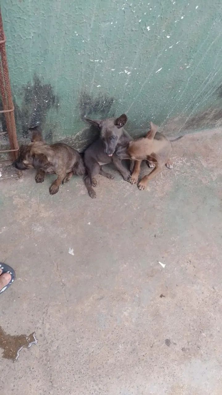 Doação vira lata