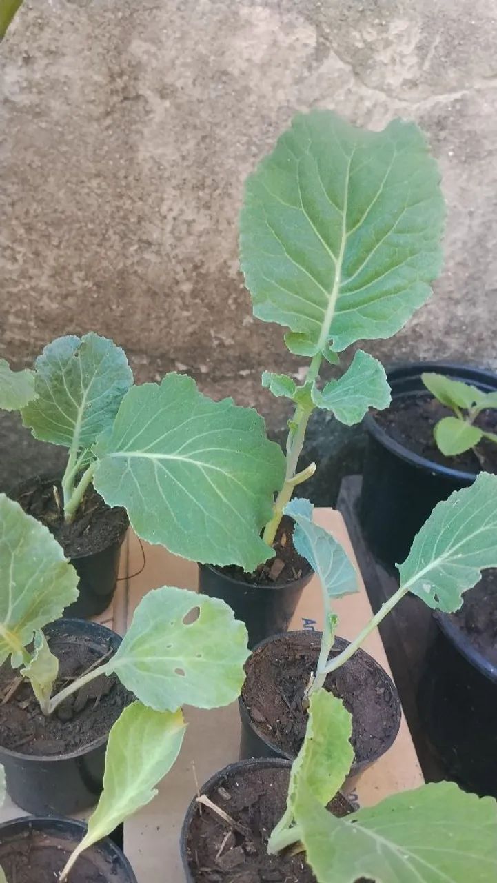 Mudas de couve já erraisada  - Foto 3