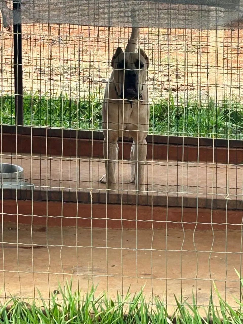 Cane corso  - Foto 4