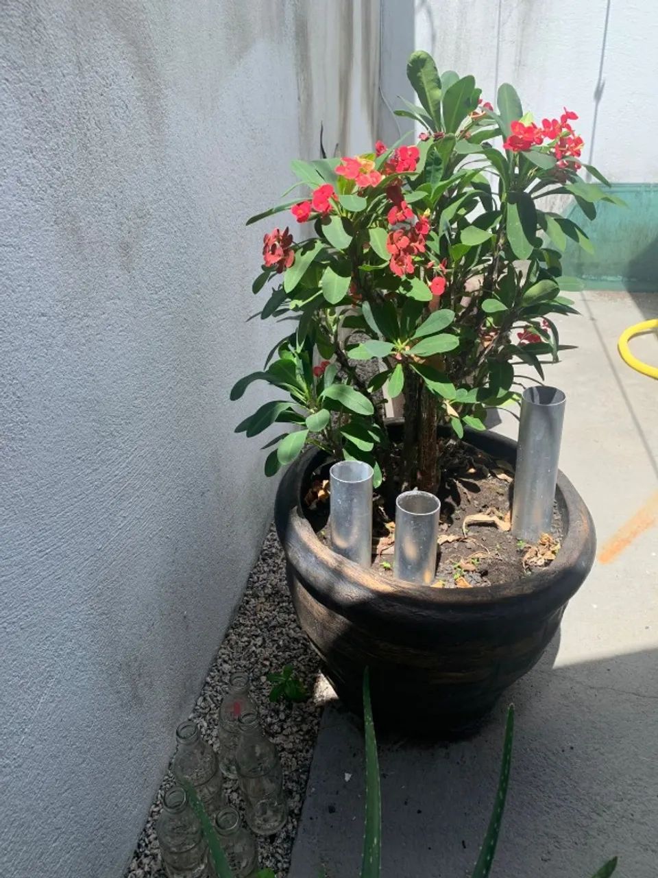 Jarro com planta - Foto 2