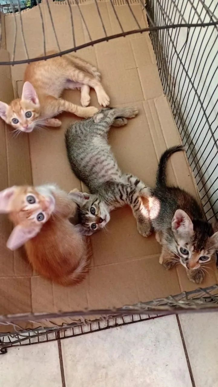 Gatos