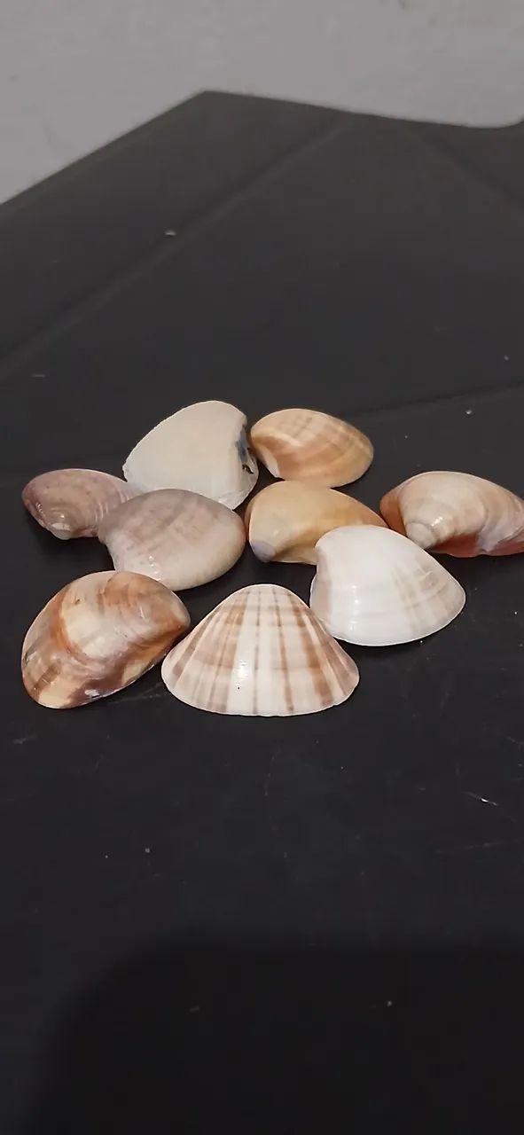 Conchas do mar verdadeira  - Foto 2
