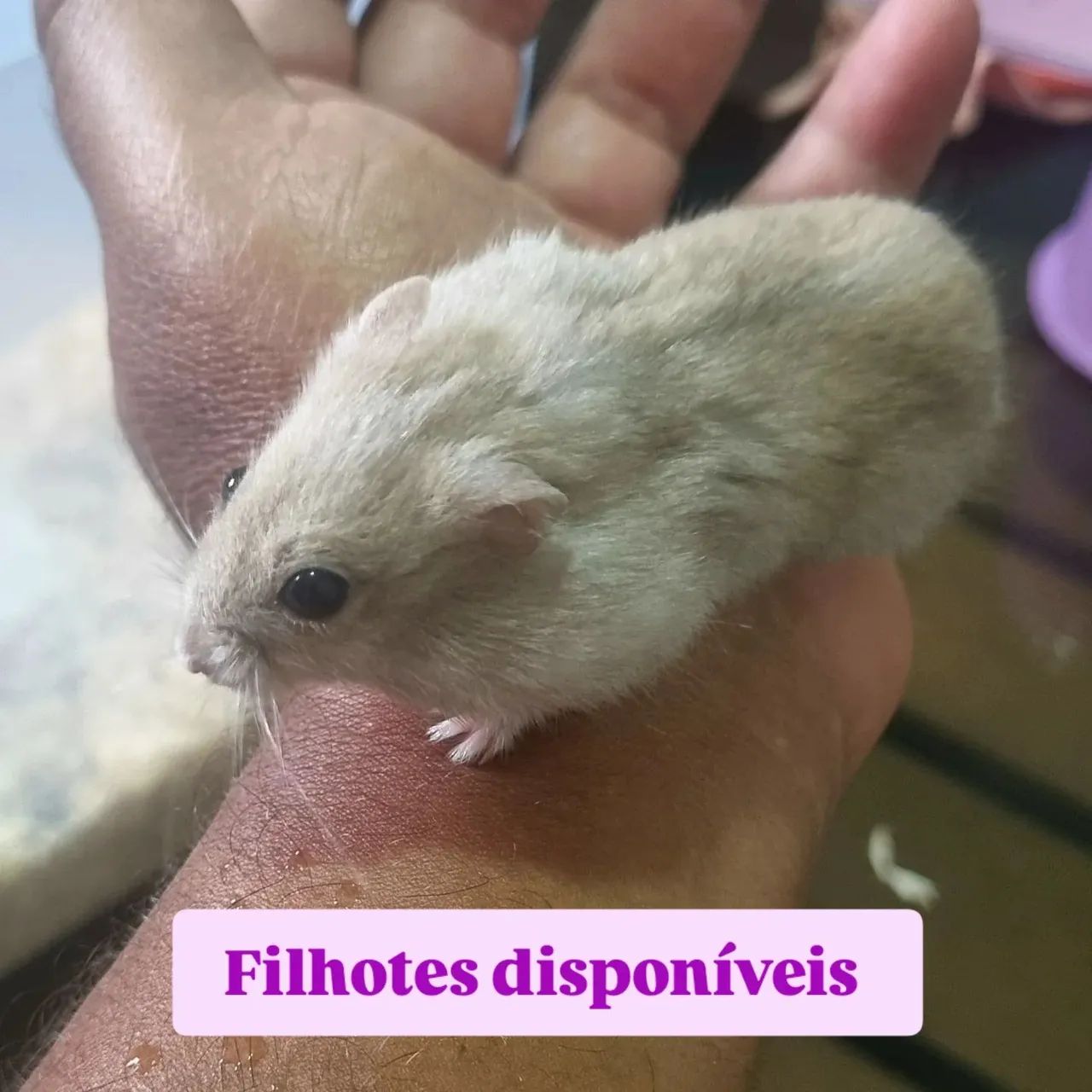 Hamster Anão Russo 
