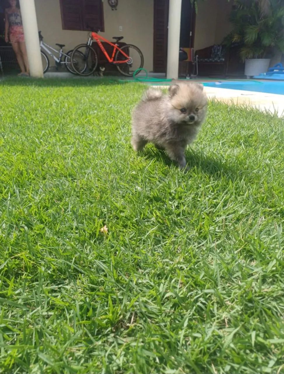 Spitz Alemão  - Foto 4