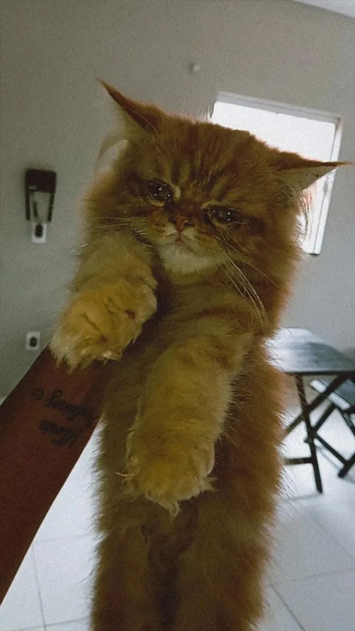 Gato persa - Foto 2