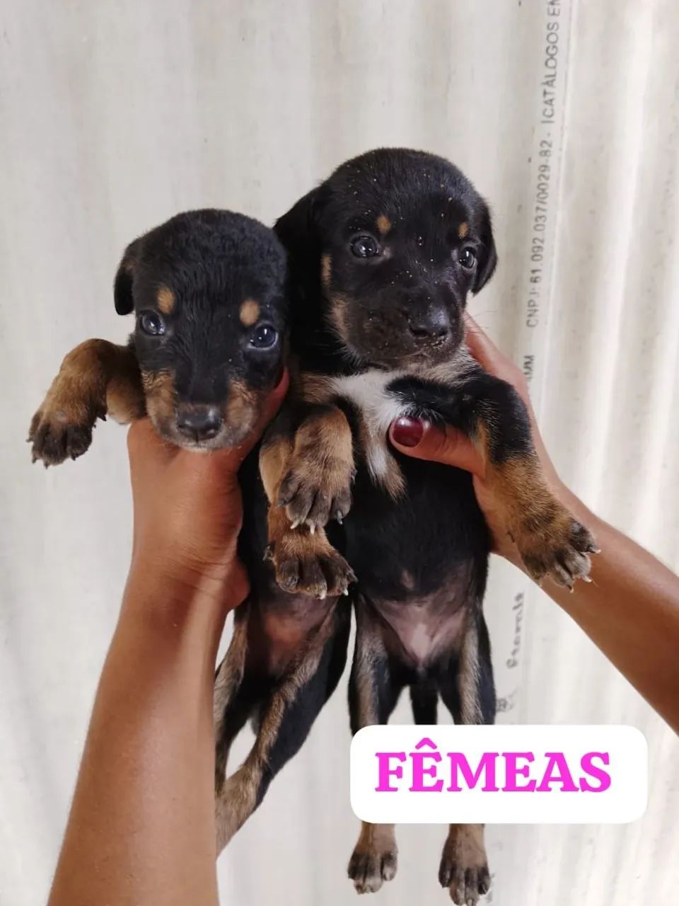 Doação  - Foto 2