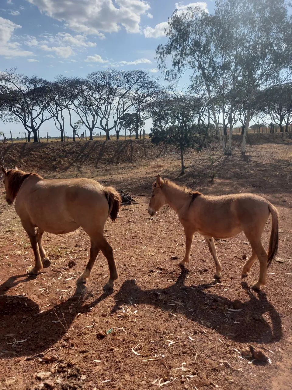 Égua Mangolina e mula - Foto 3