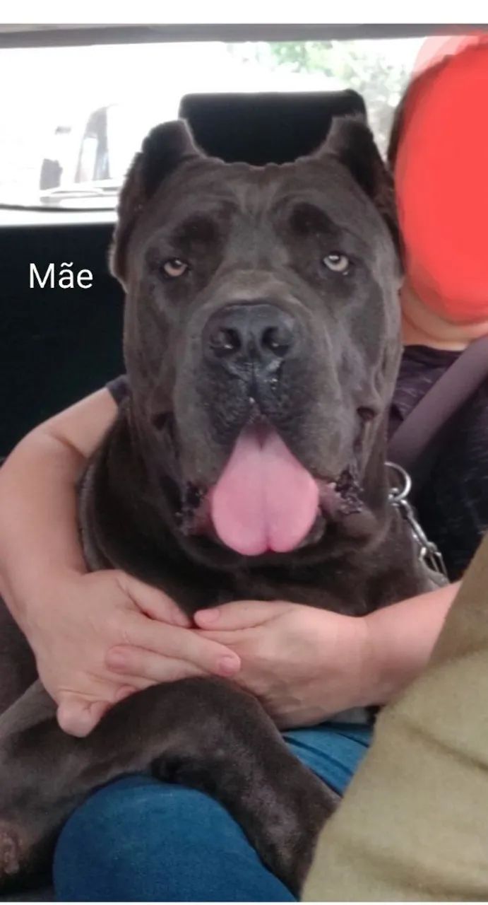 Filhotes de Cane Corso  - Foto 4