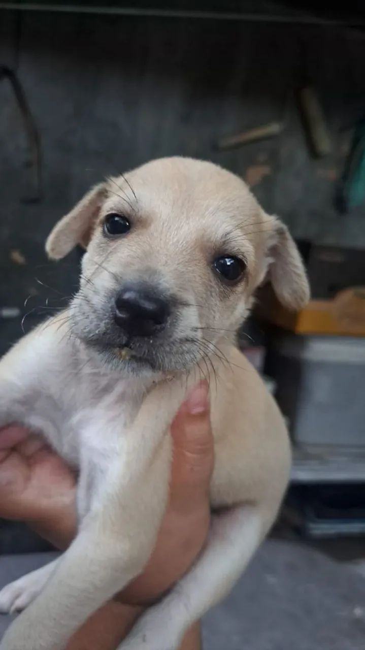 Adoção adote esse bebês - Foto 4