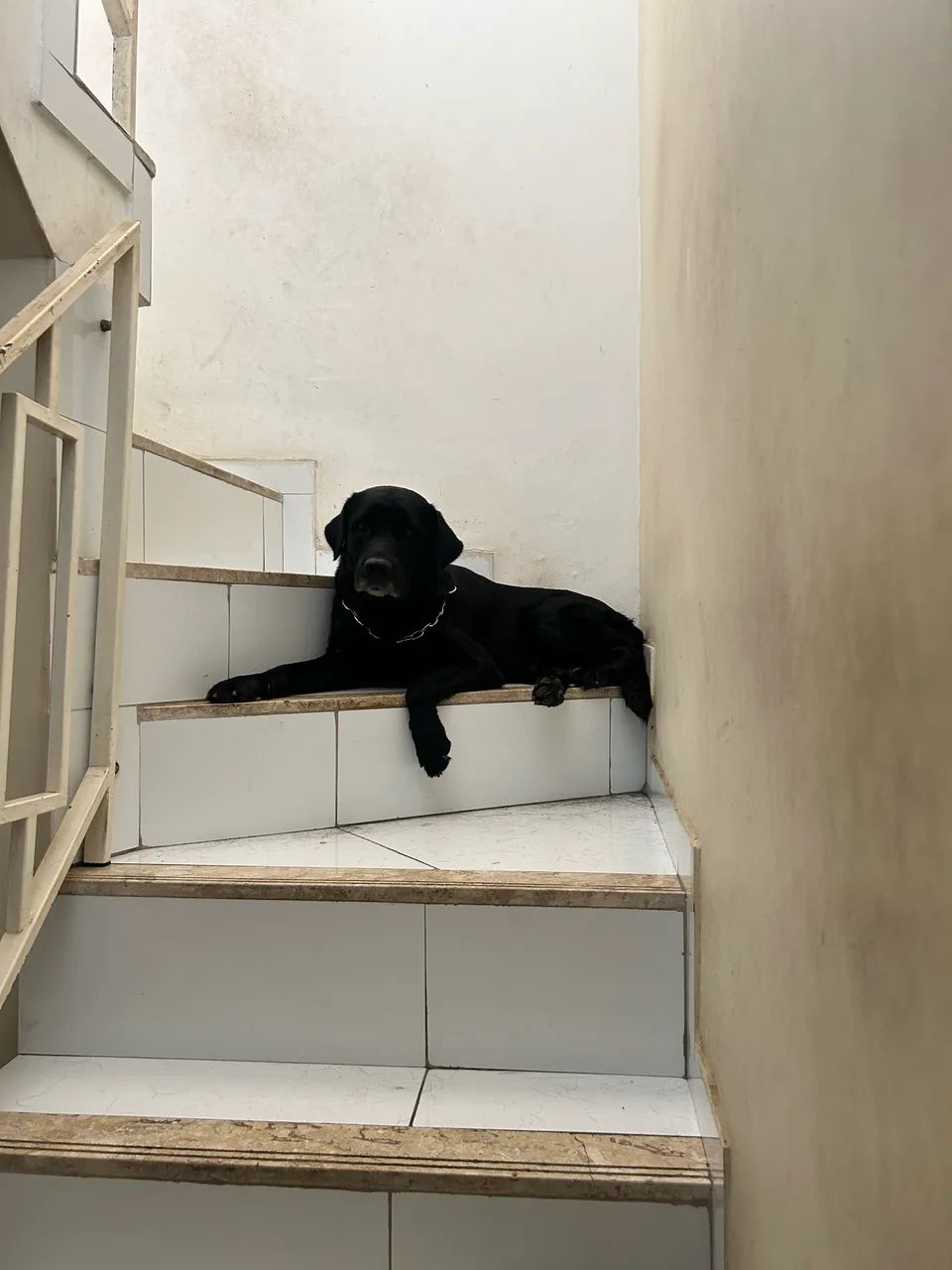Labrador  - Foto 5