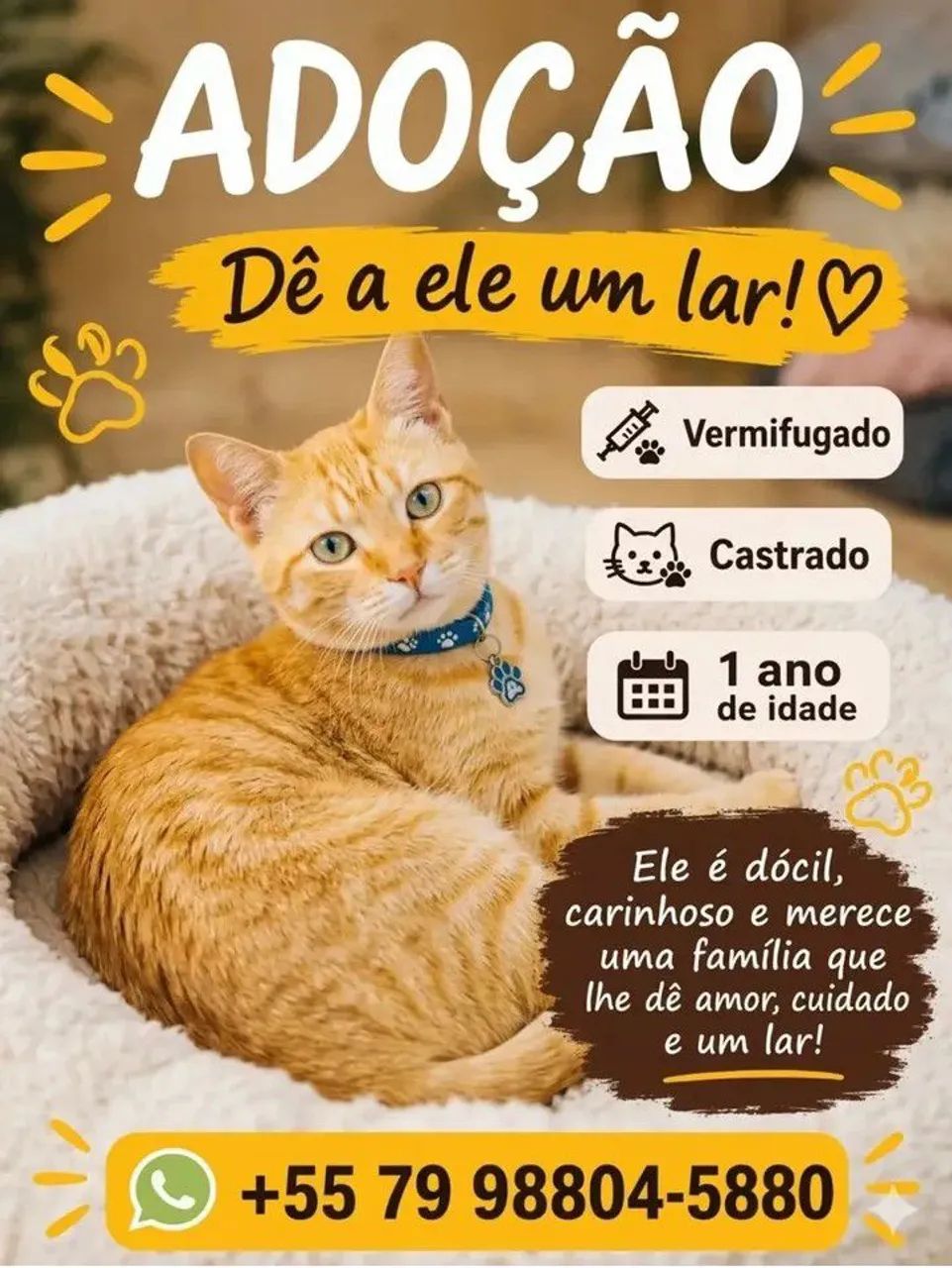 GALEGOS CASTRADOS - Foto 3