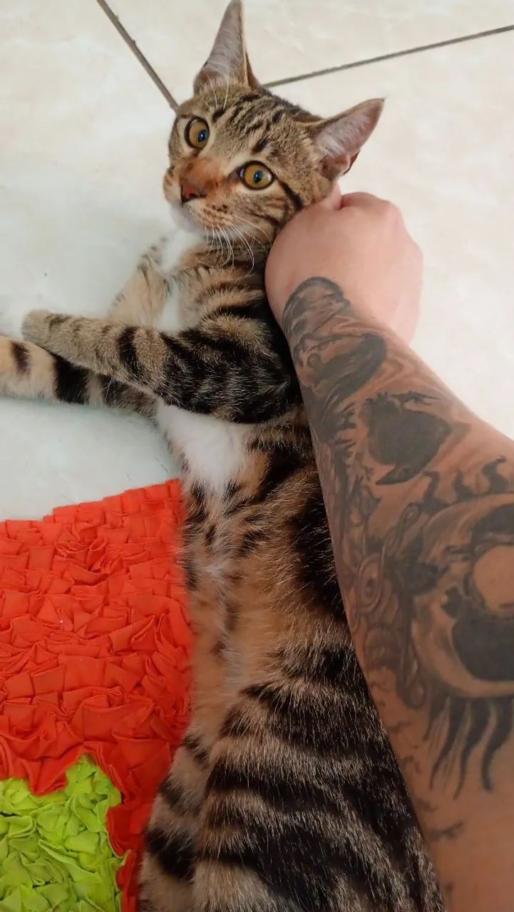 Doacao de gatinho 
