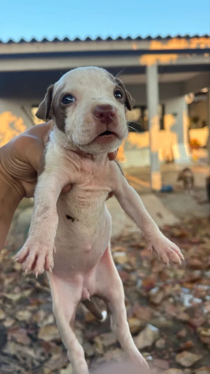 Filhotes de pitbull  - Foto 4