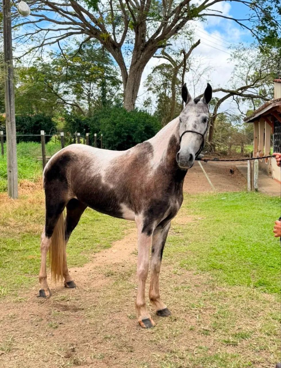 Égua mangalarga  - Foto 2