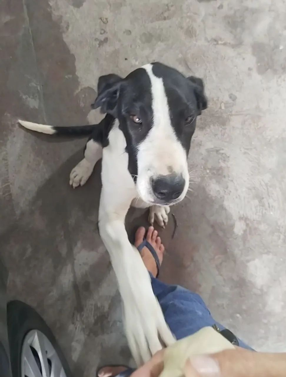 Filhote de Dog alemão  - Foto 3