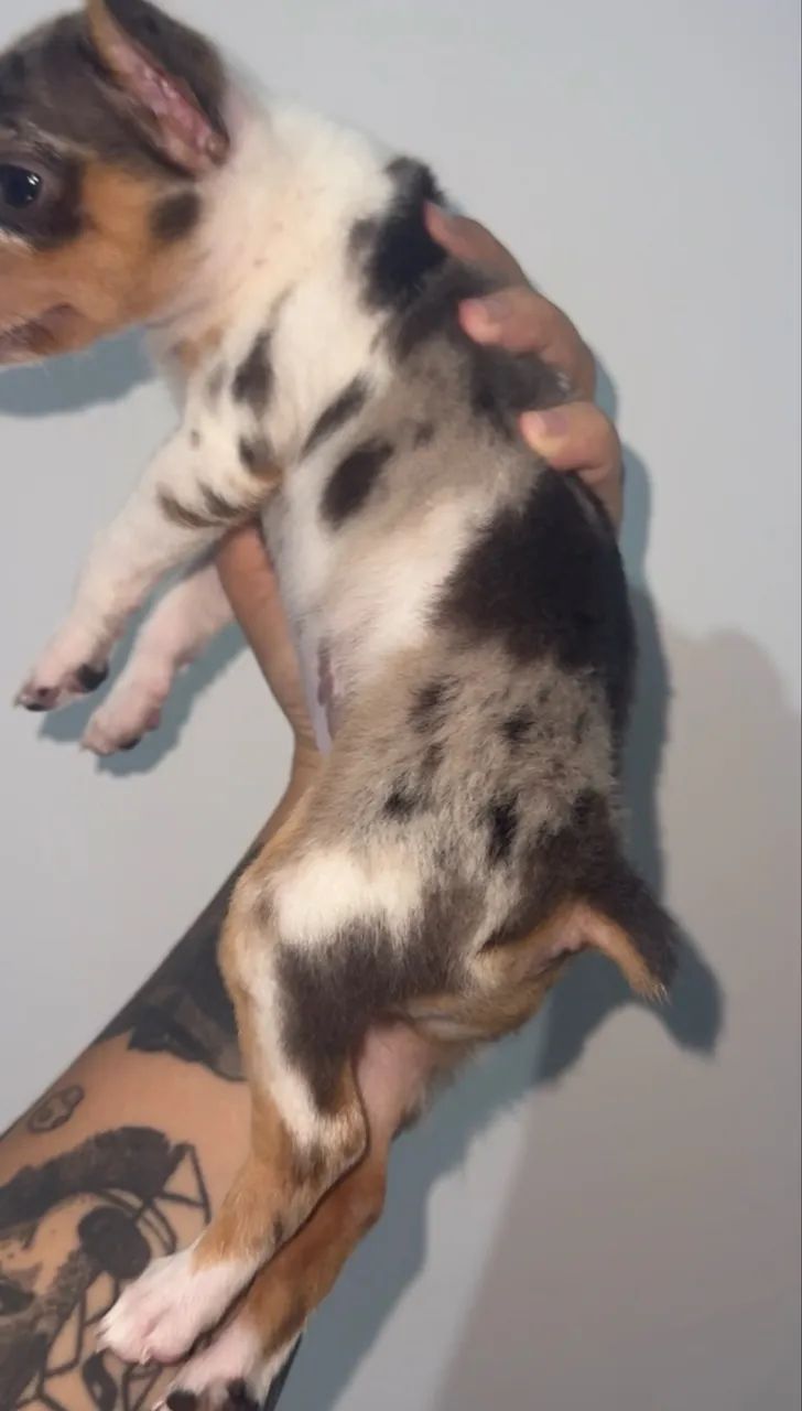 Pinscher fêmea zero