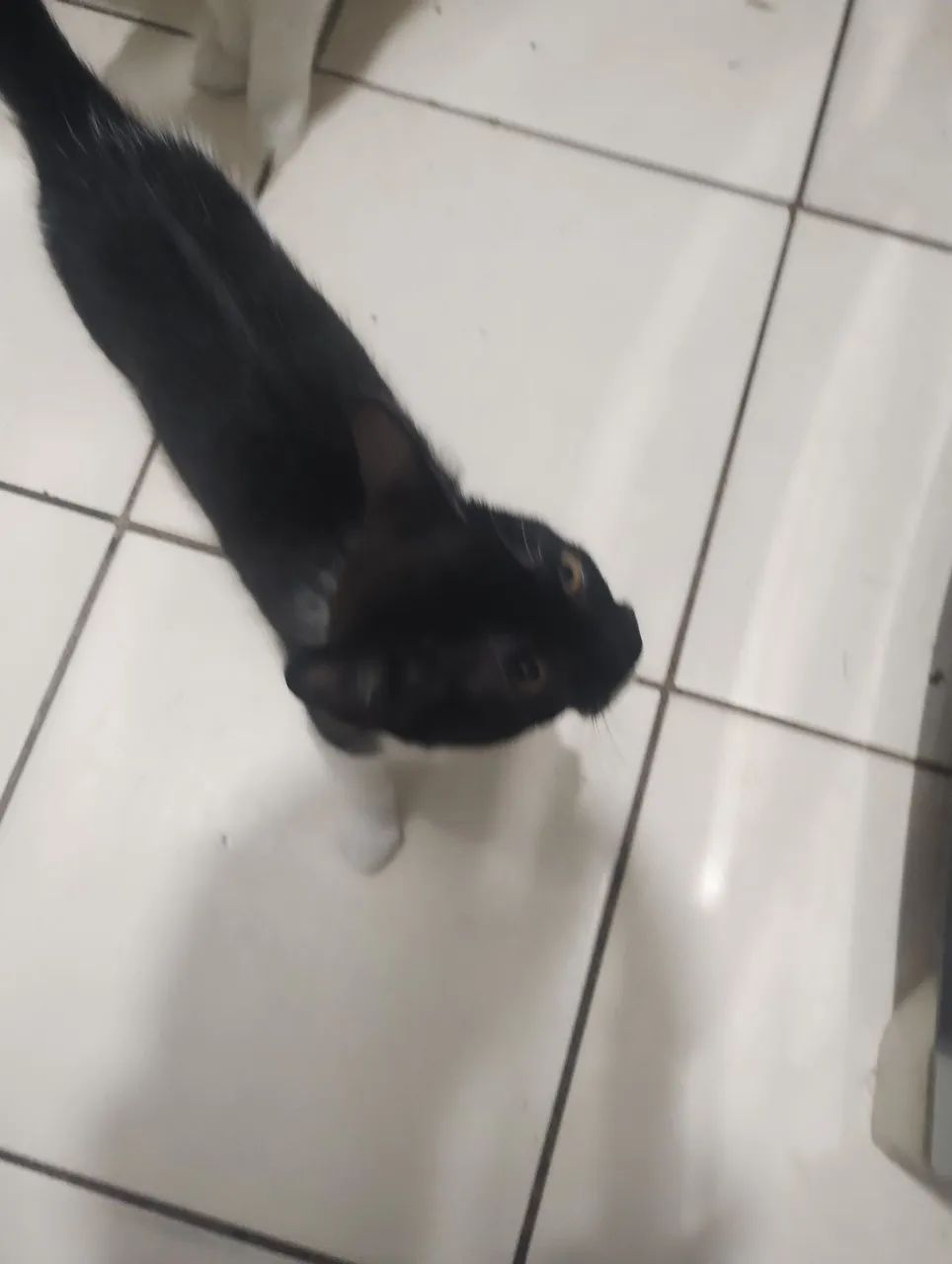 Doa se dois gatos  - Foto 5