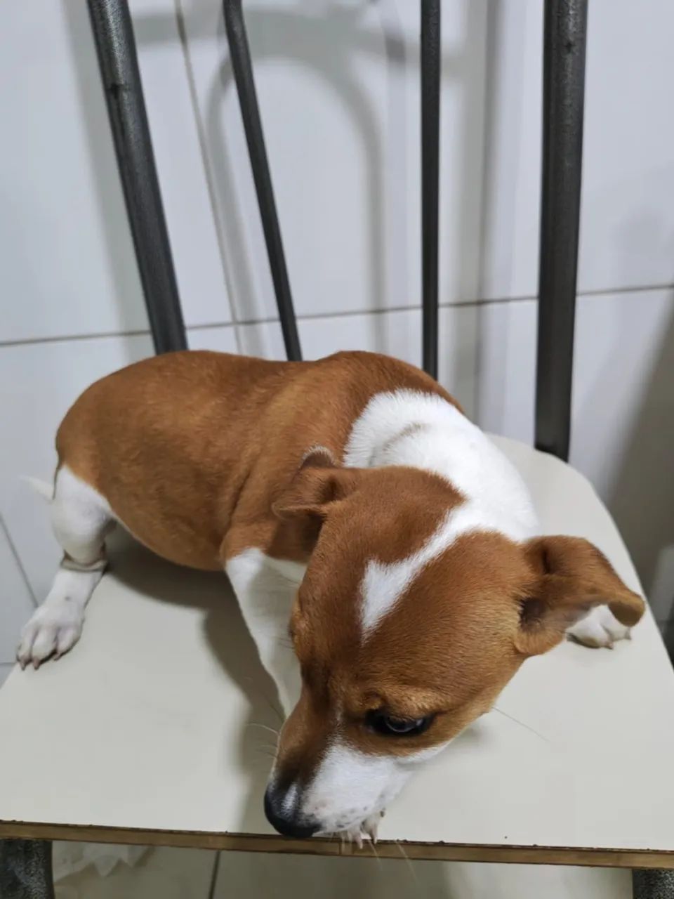 Adoção  - Foto 2