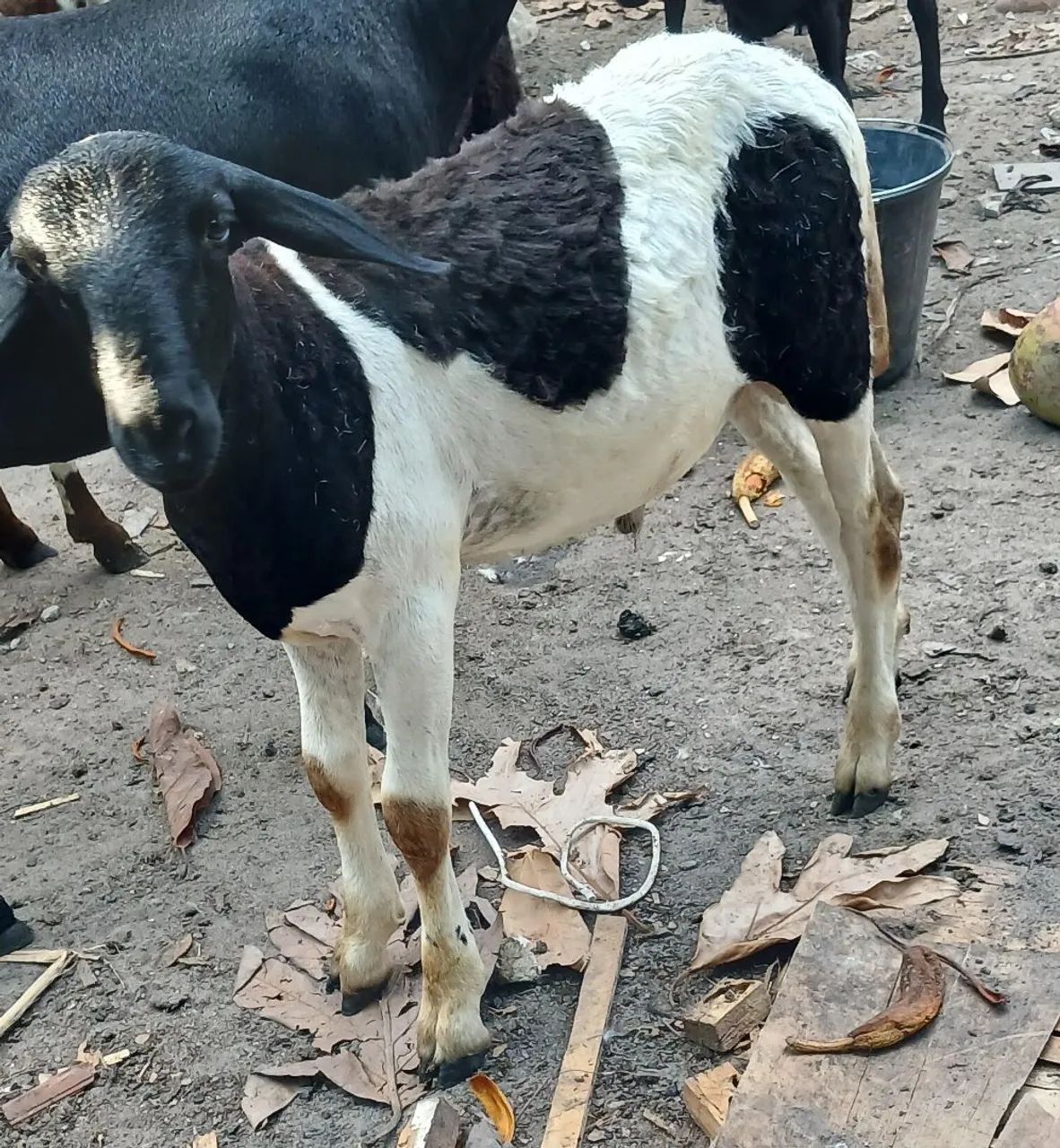 Borrego