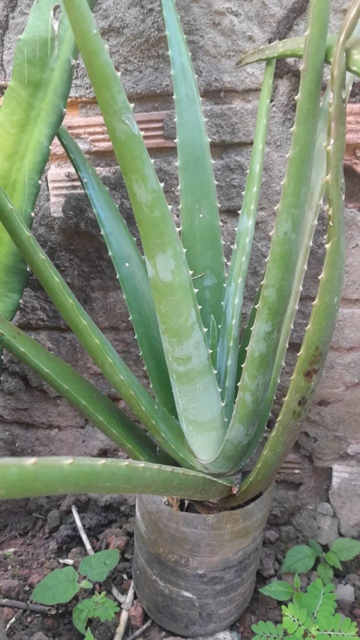 Babosa gigante - Foto 4