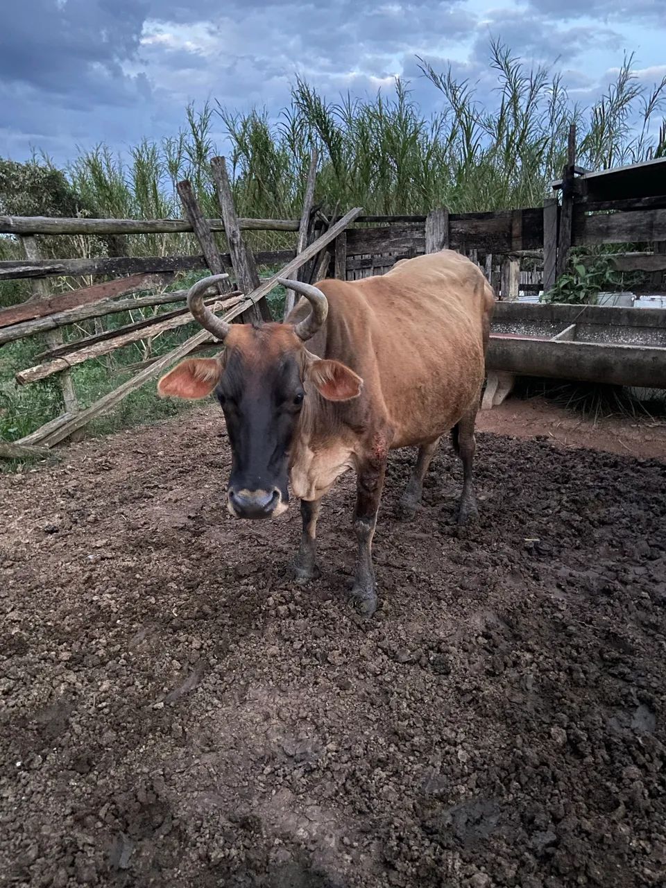 Vaca, novilha e bezerro  - Foto 4