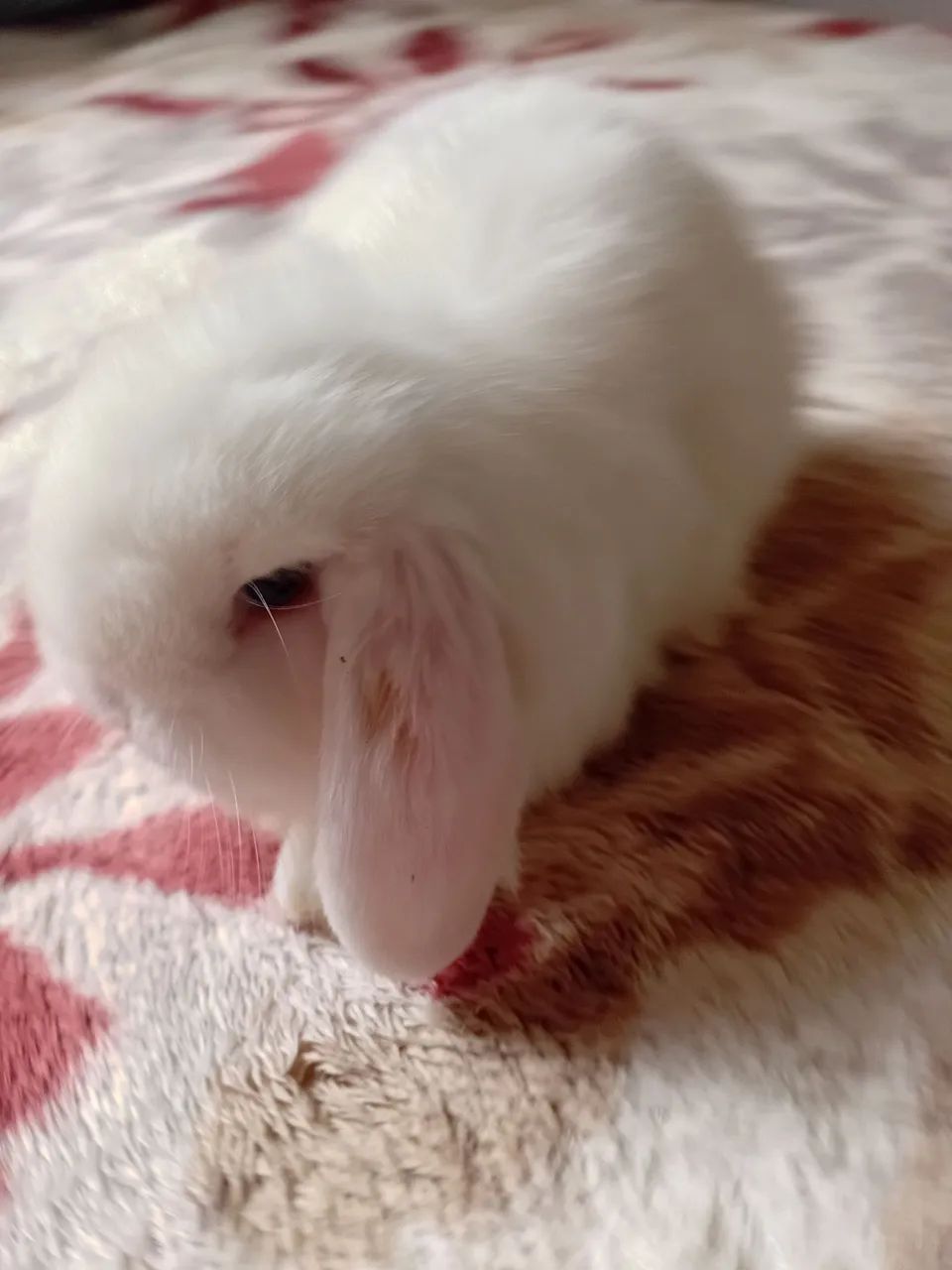 Mini lop  - Foto 4