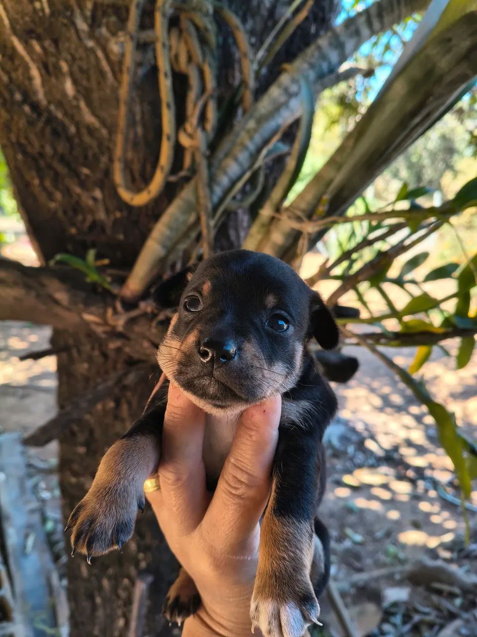 Animais  - Foto 5