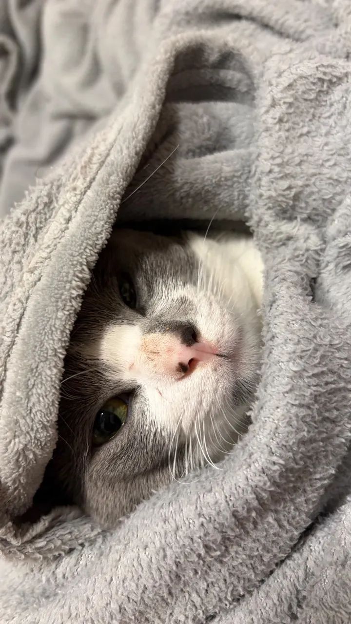 Gato macho - Foto 3