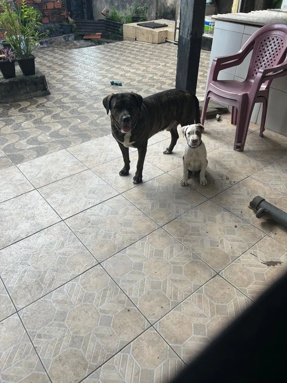 Venda de cachorro  - Foto 3