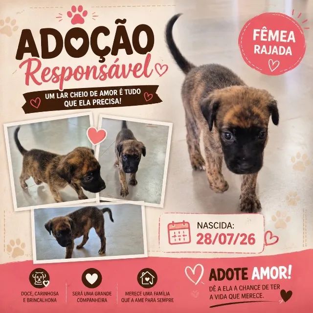Fêmeas para adoção responsável - vermifugadas - Foto 2
