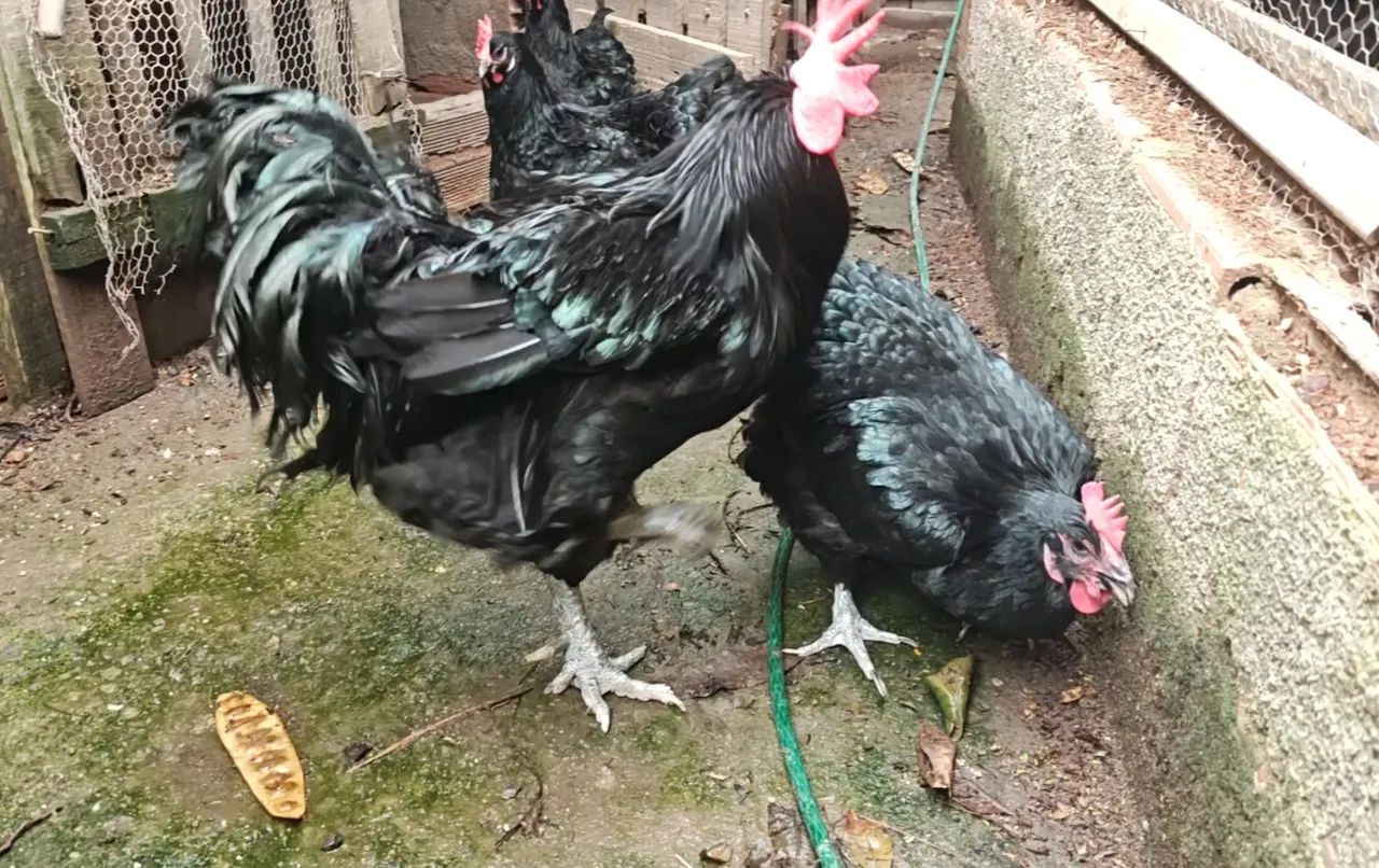 Gigante Negro de Jersey  - Foto 3