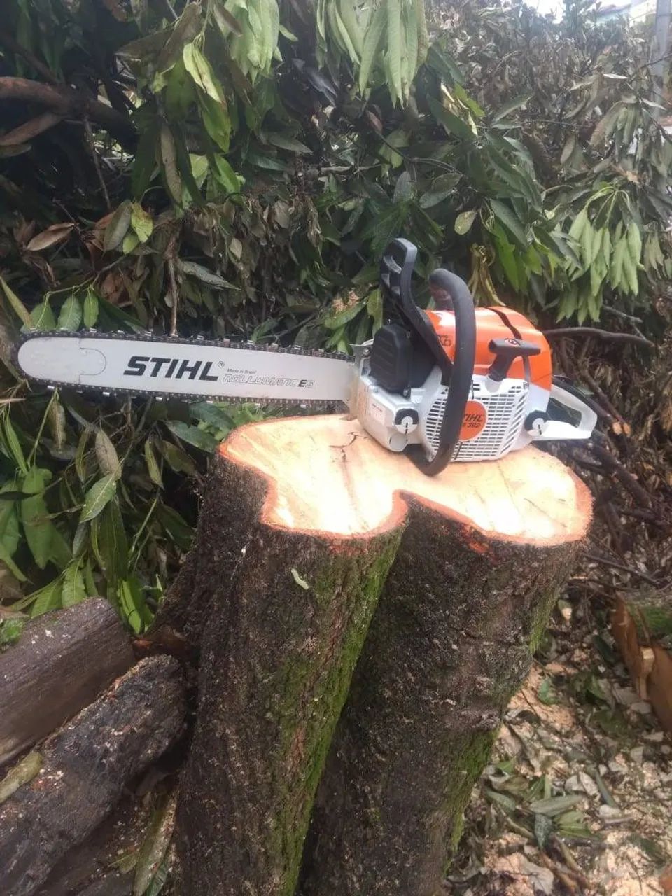 Poda e corte de árvores jardinagem em geral  - Foto 4