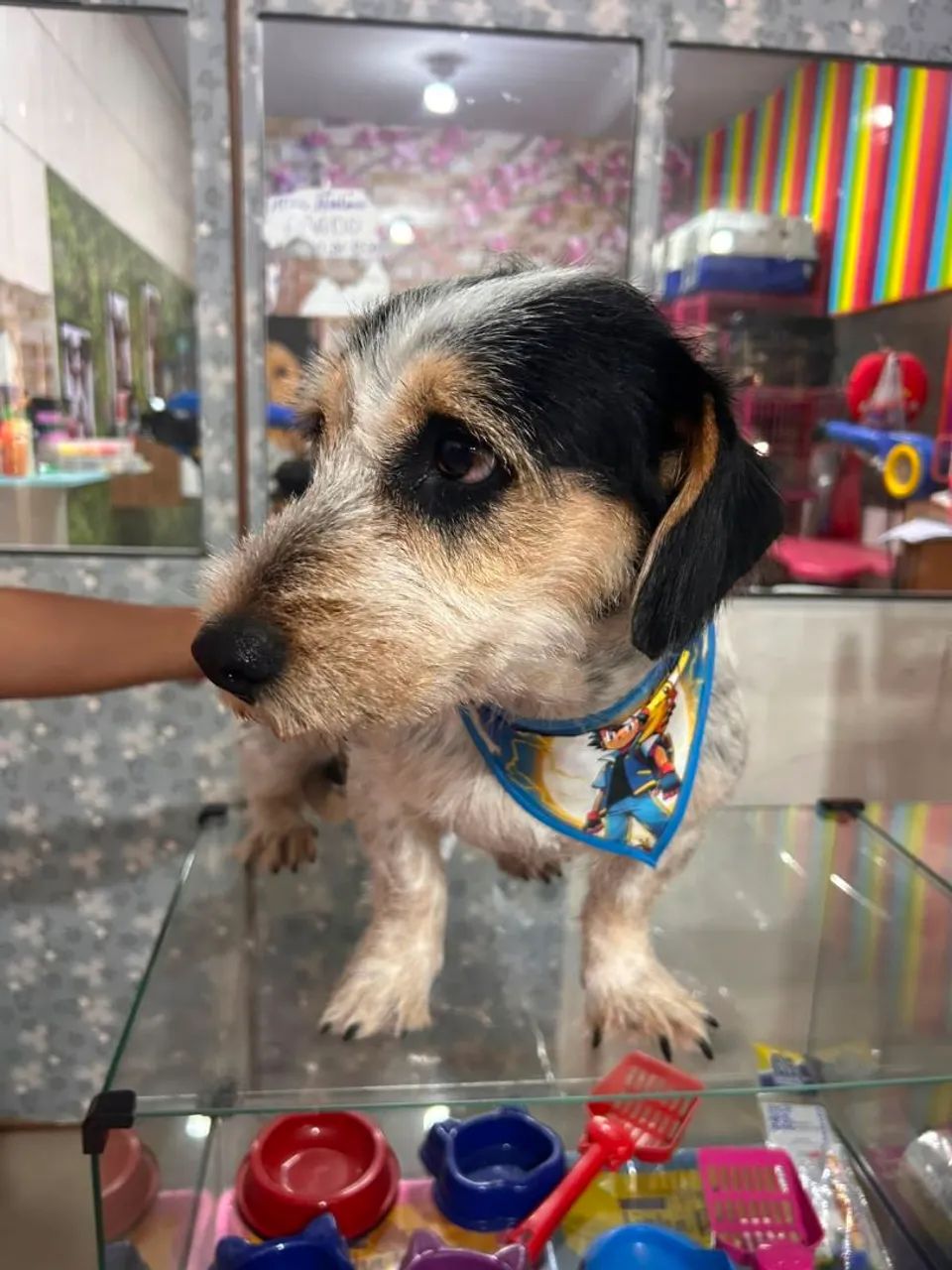 Doação de cachorro - Foto 3
